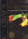 Gray 's Anatomy : the anatomical basic of clinical practice